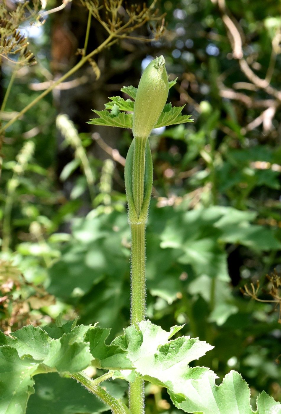 Изображение особи Heracleum sibiricum.