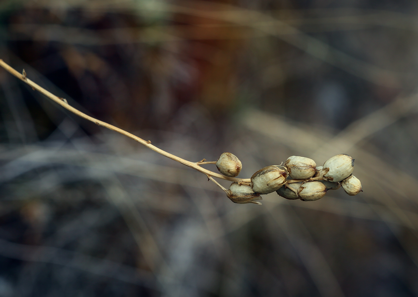 Image of Linaria vulgaris specimen.