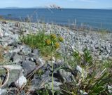 Bupleurum triradiatum
