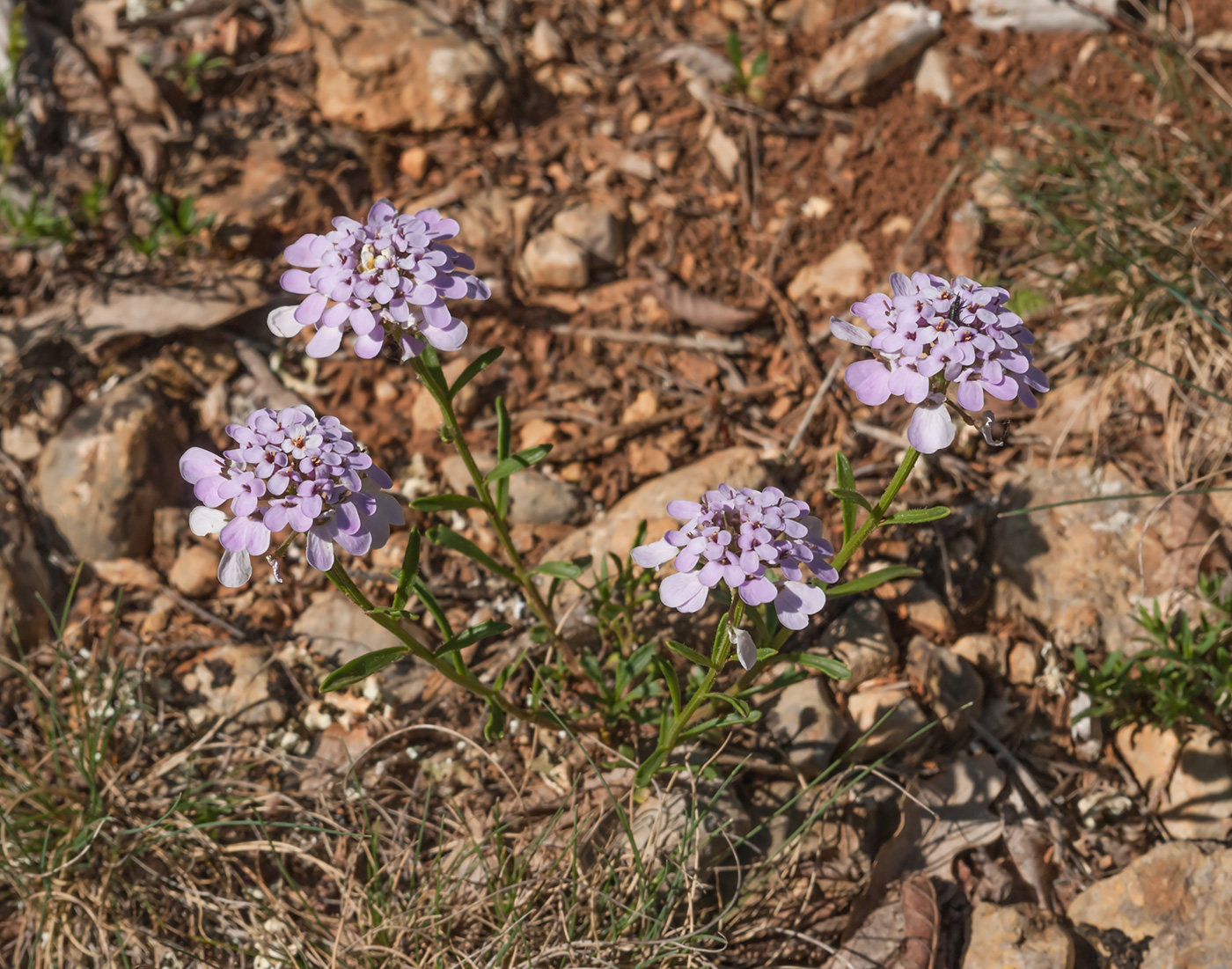 Изображение особи Iberis simplex.