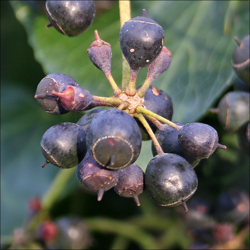 Image of genus Hedera specimen.