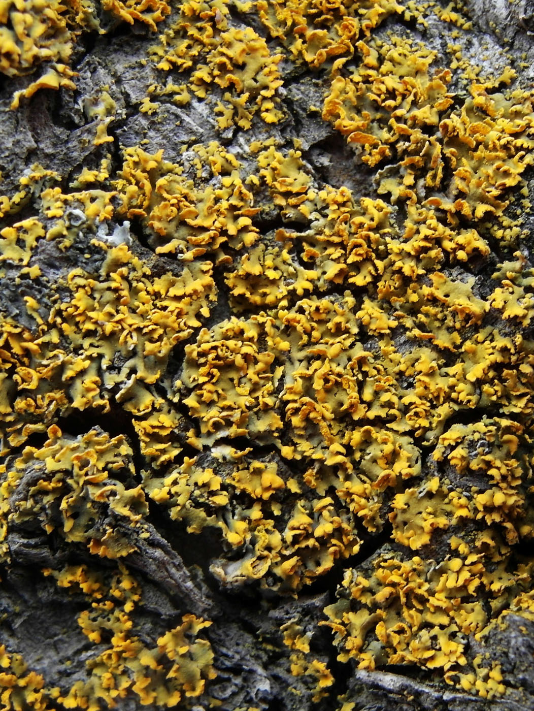 Изображение особи Xanthomendoza poeltii.