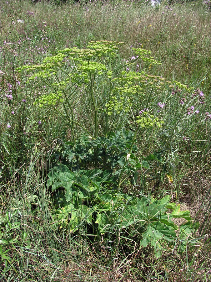 Изображение особи Heracleum sibiricum.