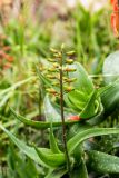 Aloe ciliaris