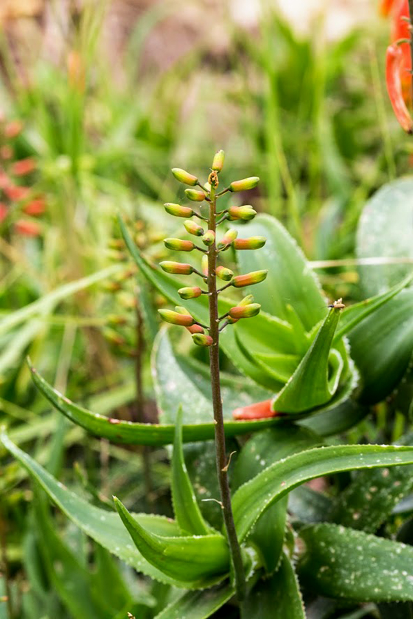 Изображение особи Aloe ciliaris.