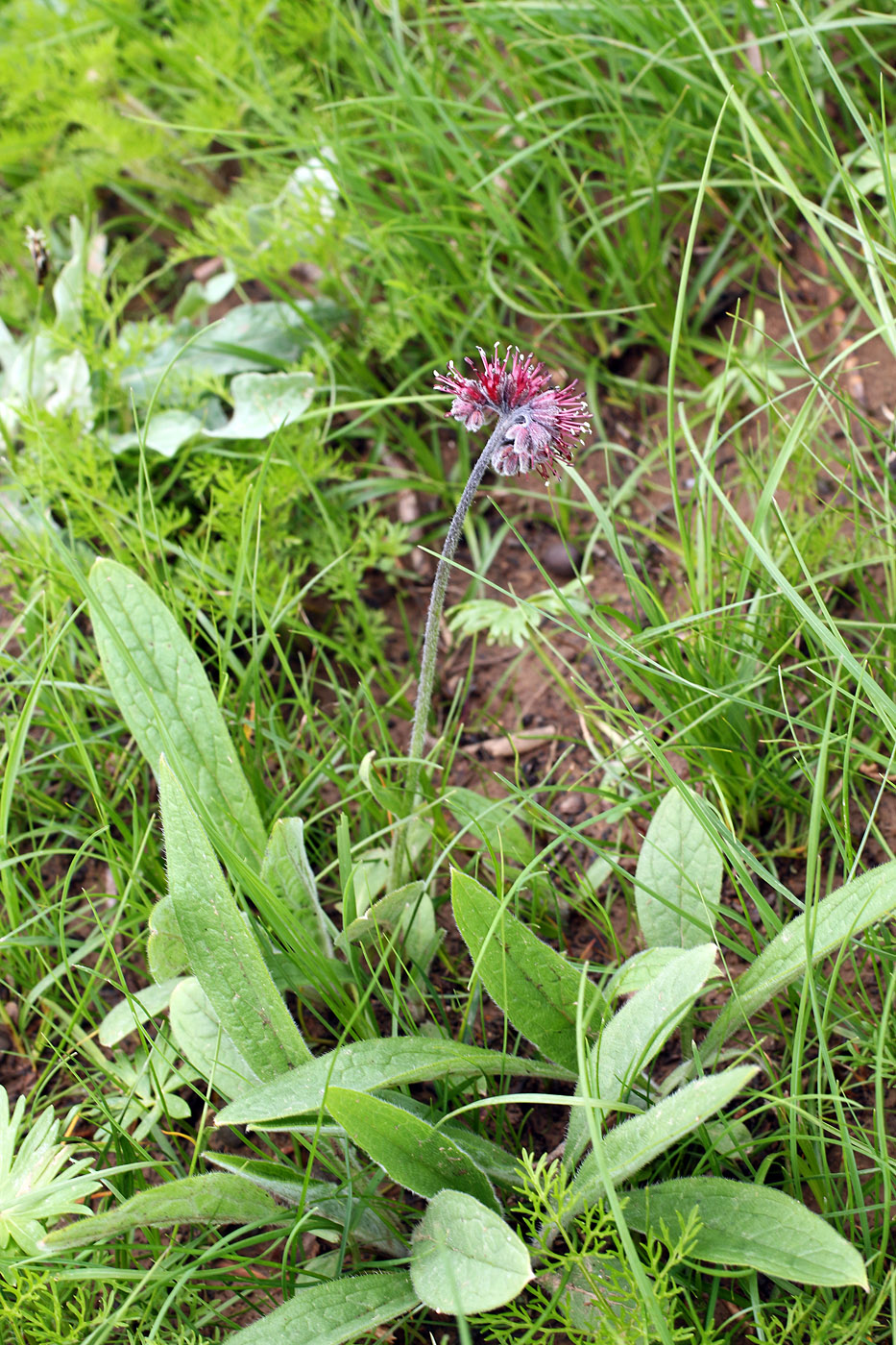 Изображение особи Solenanthus hirsutus.