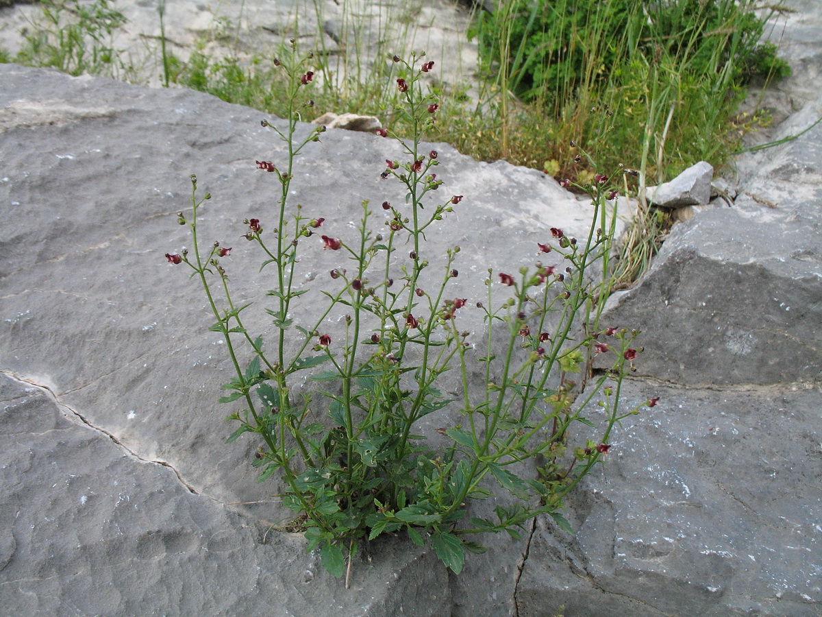 Изображение особи Scrophularia incisa.