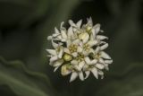 Vincetoxicum albovianum