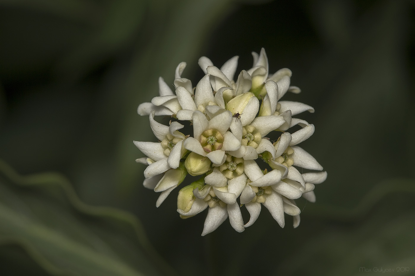 Image of Vincetoxicum albovianum specimen.