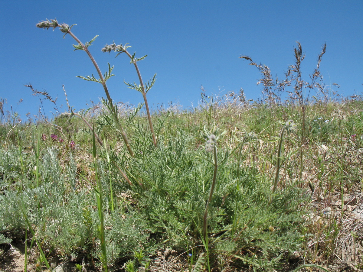 Image of Salvia trautvetteri specimen.