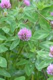 Trifolium pratense