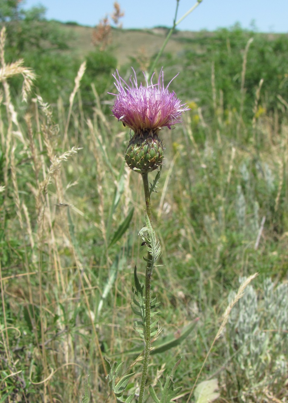 Image of Klasea radiata specimen.