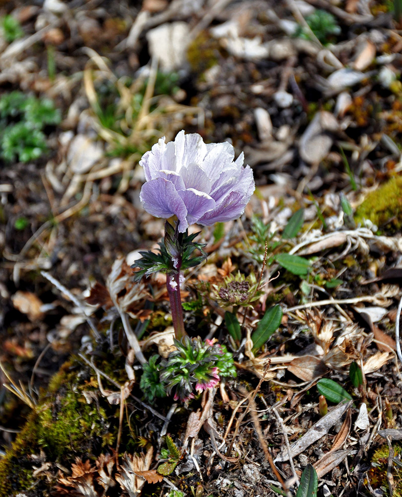 Изображение особи Trollius lilacinus.