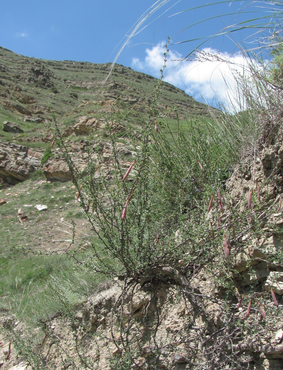 Image of Caragana grandiflora specimen.