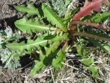 Taraxacum albescens