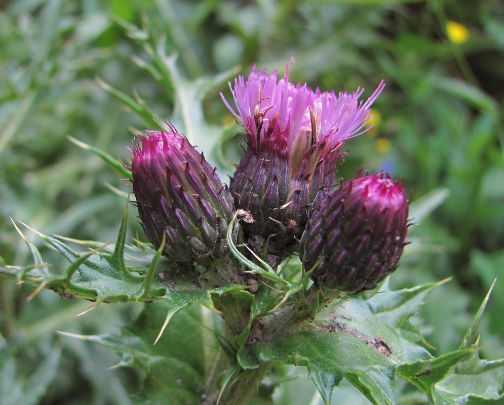 Image of Cirsium elbrusense specimen.