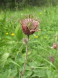 Geum rivale. Верхушка побега с плодом. Алтай, Онгудайский р-н, пер. Семинский, крупнотравный субальпийский луг среди кедрового редколесья. 11 июля 2019 г.