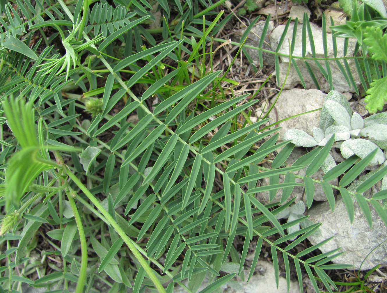 Image of Onobrychis petraea specimen.