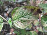 Clinopodium vulgare. Лист с поражениями. Краснодарский край, окр. г. Новороссийск, хр. Маркотх, окр. пер. Андреевский, лес, у тропы. 07.08.2019.