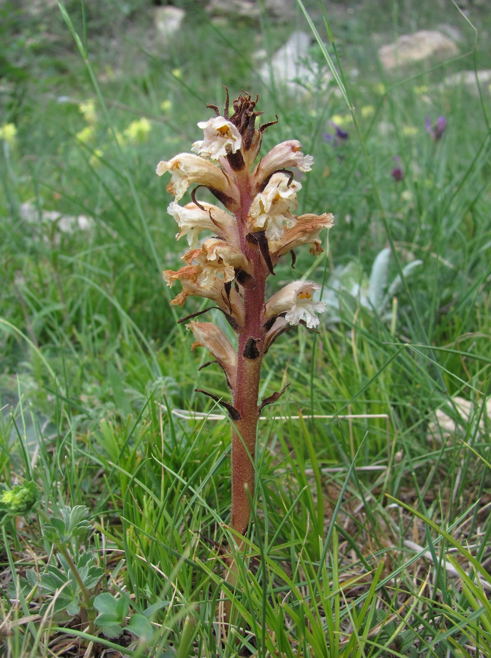 Image of Orobanche lutea specimen.