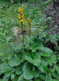 Ligularia sibirica. Цветущее растение. Башкирия, Белорецкий р-н, гора Большой Иремель, ≈ 1200 м н.у.м., опушка смешанного леса. 30.07.2019.