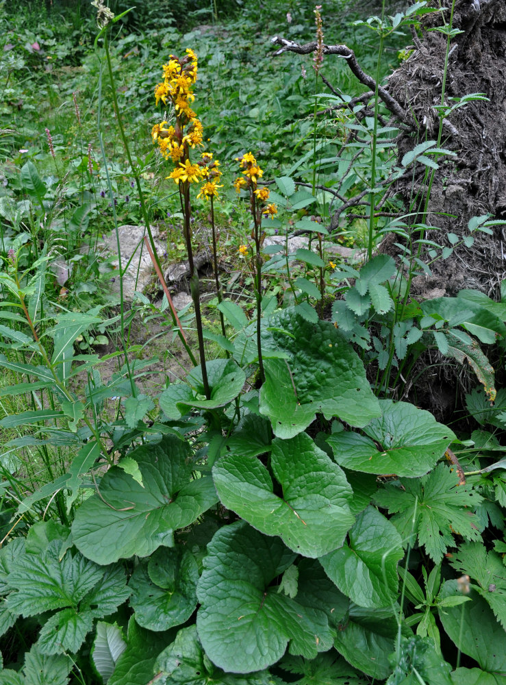 Image of Ligularia sibirica specimen.