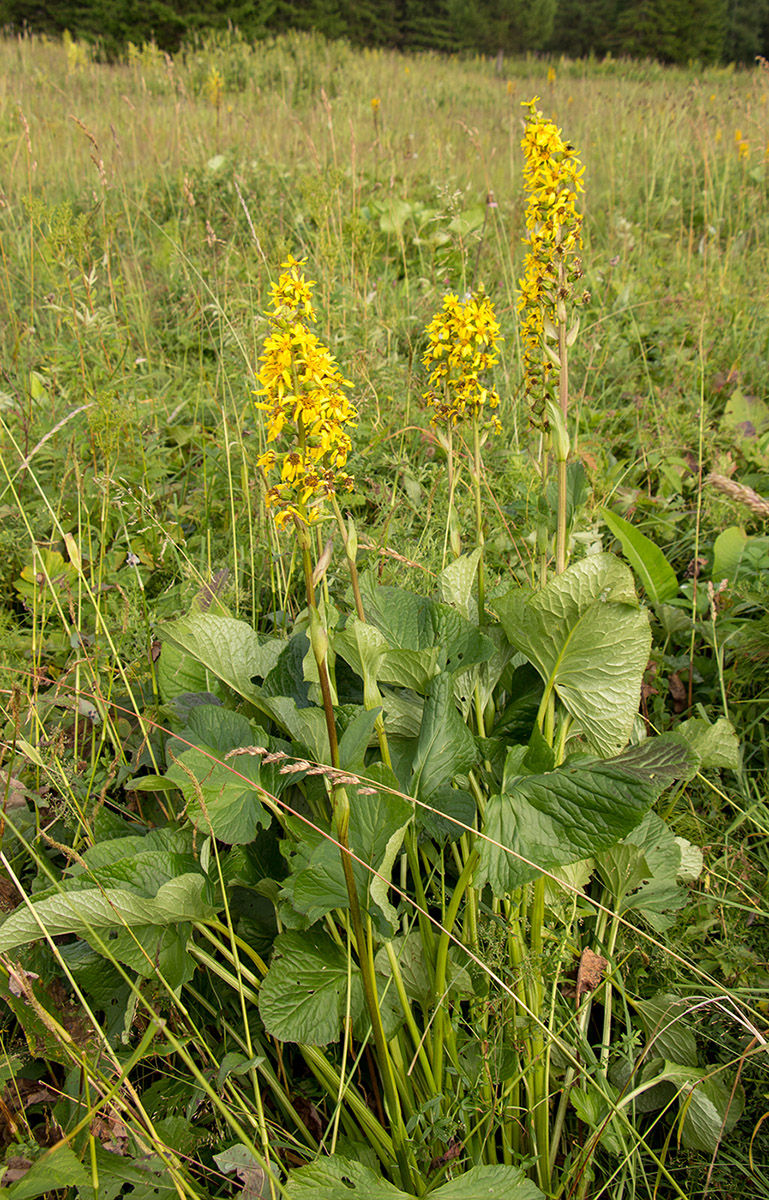 Image of Ligularia sibirica specimen.