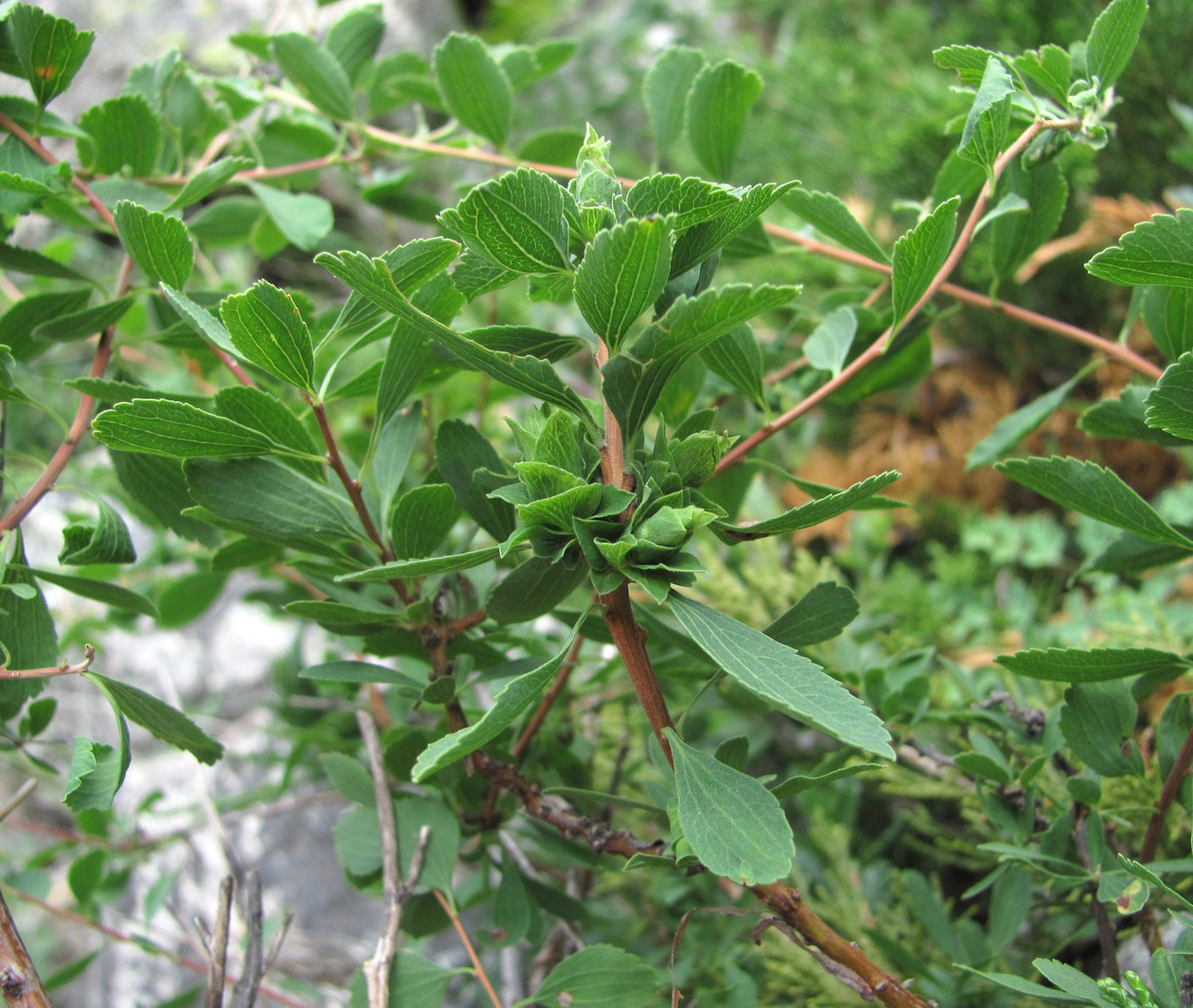 Image of Spiraea crenata specimen.