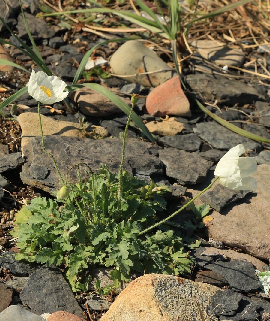 Image of Papaver sokolovskajae specimen.