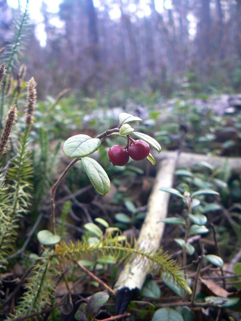 Image of Vaccinium vitis-idaea specimen.