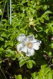 Rosa rugosa