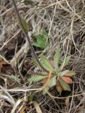 Draba hirta