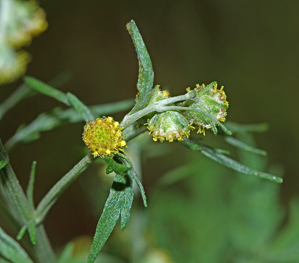 Изображение особи Artemisia sieversiana.