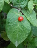 Lonicera sachalinensis. Часть побега с соплодием. Сахалинская обл., Невельский р-н, на склоне при подъеме к водопаду Салют. 14.08.2019.