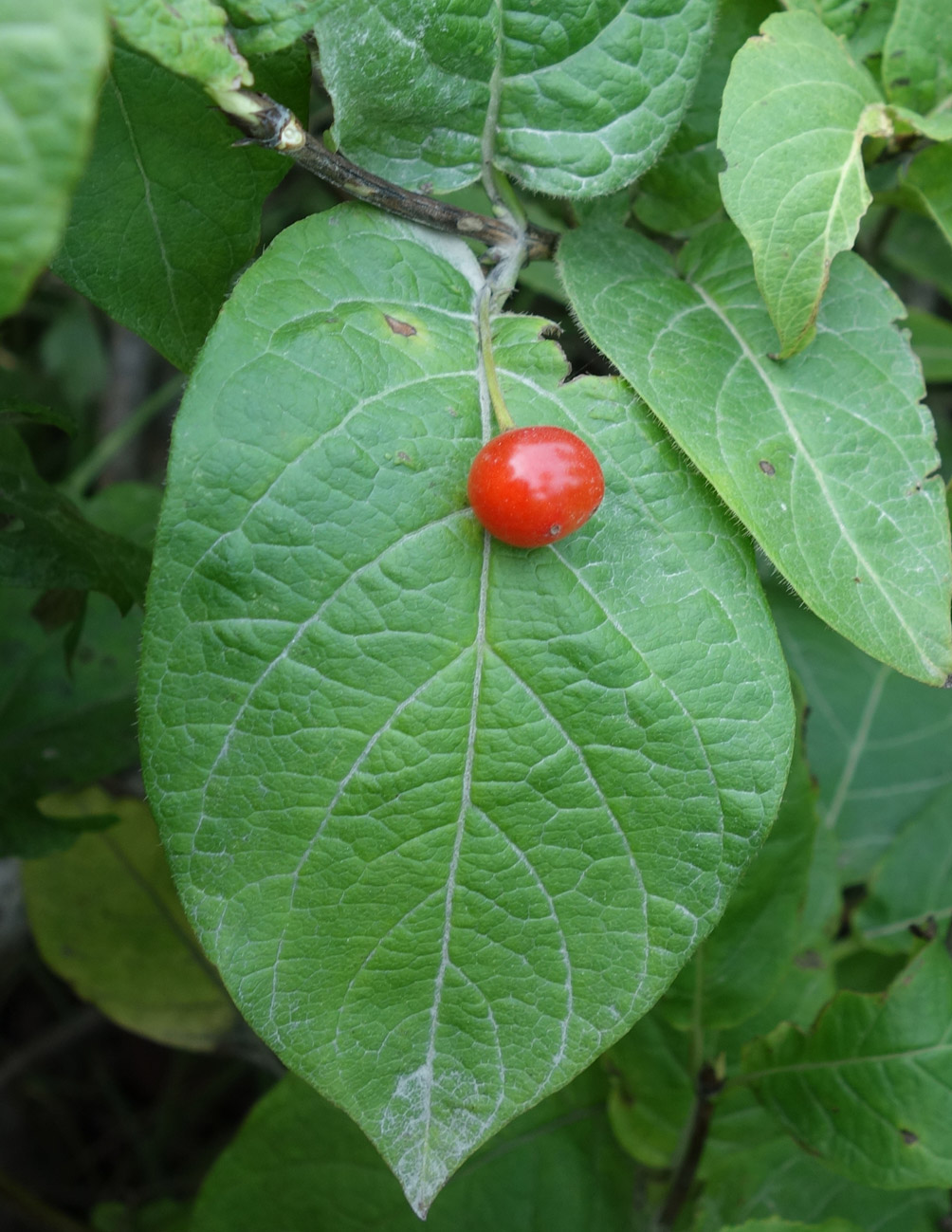 Изображение особи Lonicera sachalinensis.