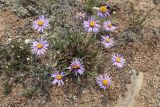 Aster alpinus