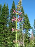 Stachys sylvatica. Соцветие. Казахстан, Восточно-Казахстанская обл., Глубоковский р-н, 3 км к юго-вост. от с. Зимовьё; Западный Алтай, хвойный лес. 1 июля 2019 г.