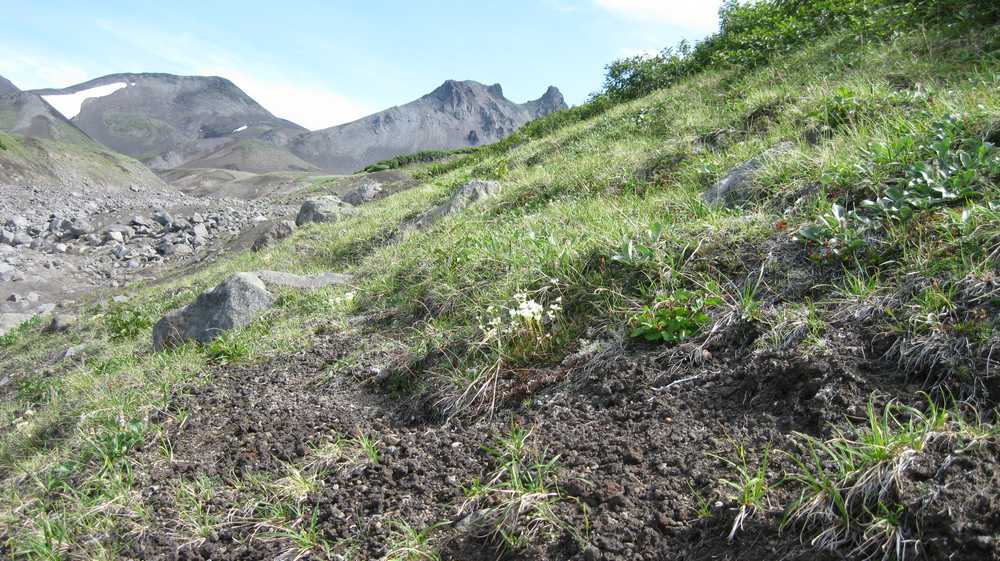 Изображение особи Saxifraga cherlerioides.