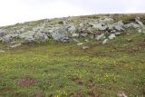 Ranunculus altaicus