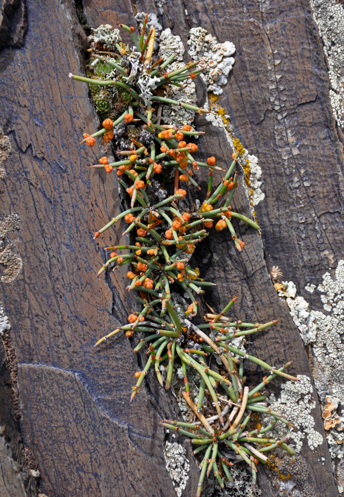 Image of genus Ephedra specimen.