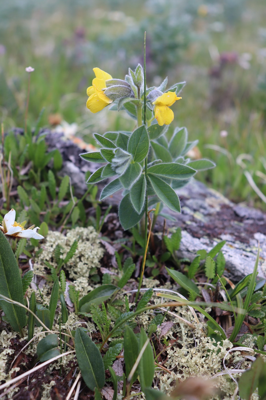 Изображение особи Thermopsis alpina.