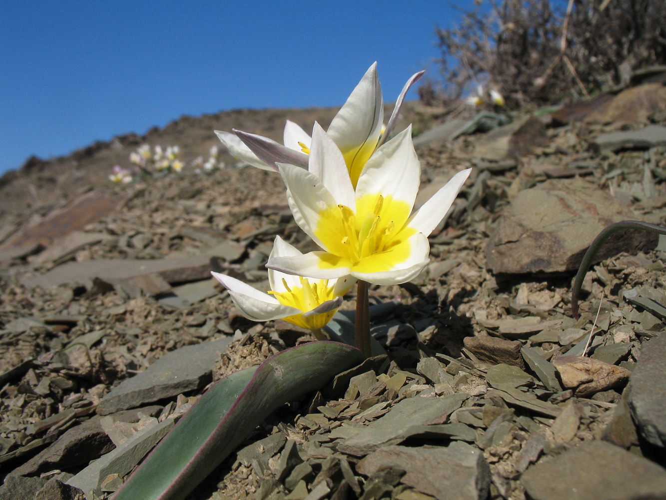 Image of Tulipa orthopoda specimen.