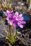 Primula beringensis