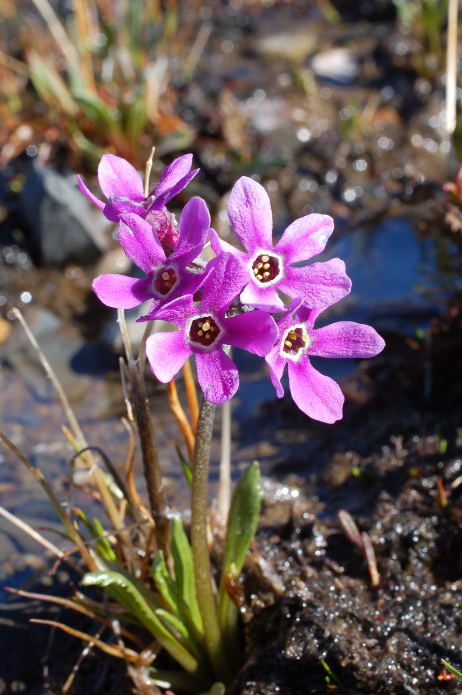 Image of Primula beringensis specimen.