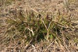 Carex ericetorum