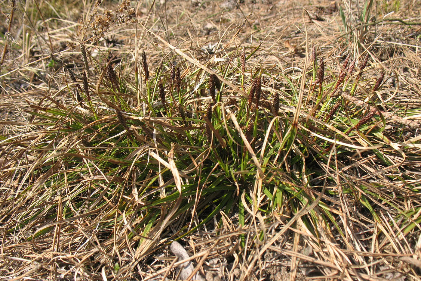 Изображение особи Carex ericetorum.