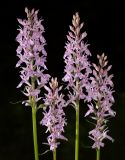 Dactylorhiza fuchsii. Соцветия. Карелия, Лахденпохский р-н, окр. пос. Ихала, на краю лесной дороги. 16.07.2018.