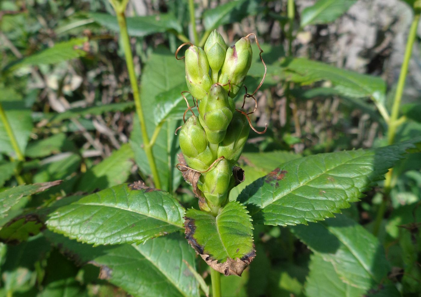 Image of Chelone obliqua specimen.