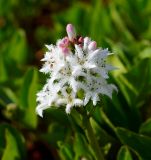 Смотреть изображение Menyanthes trifoliata