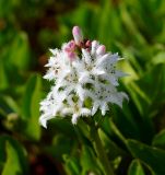 Menyanthes trifoliata